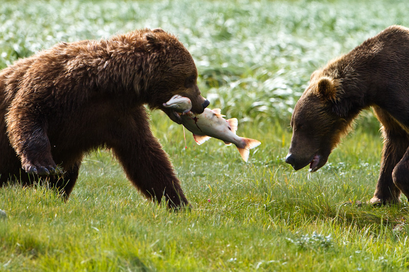 Grizzly Bears Fighting Over Salmon